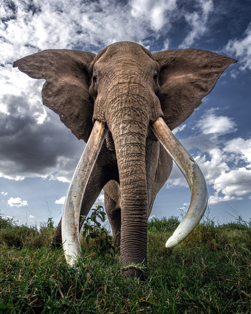Craig, a tusker photographed from ground level