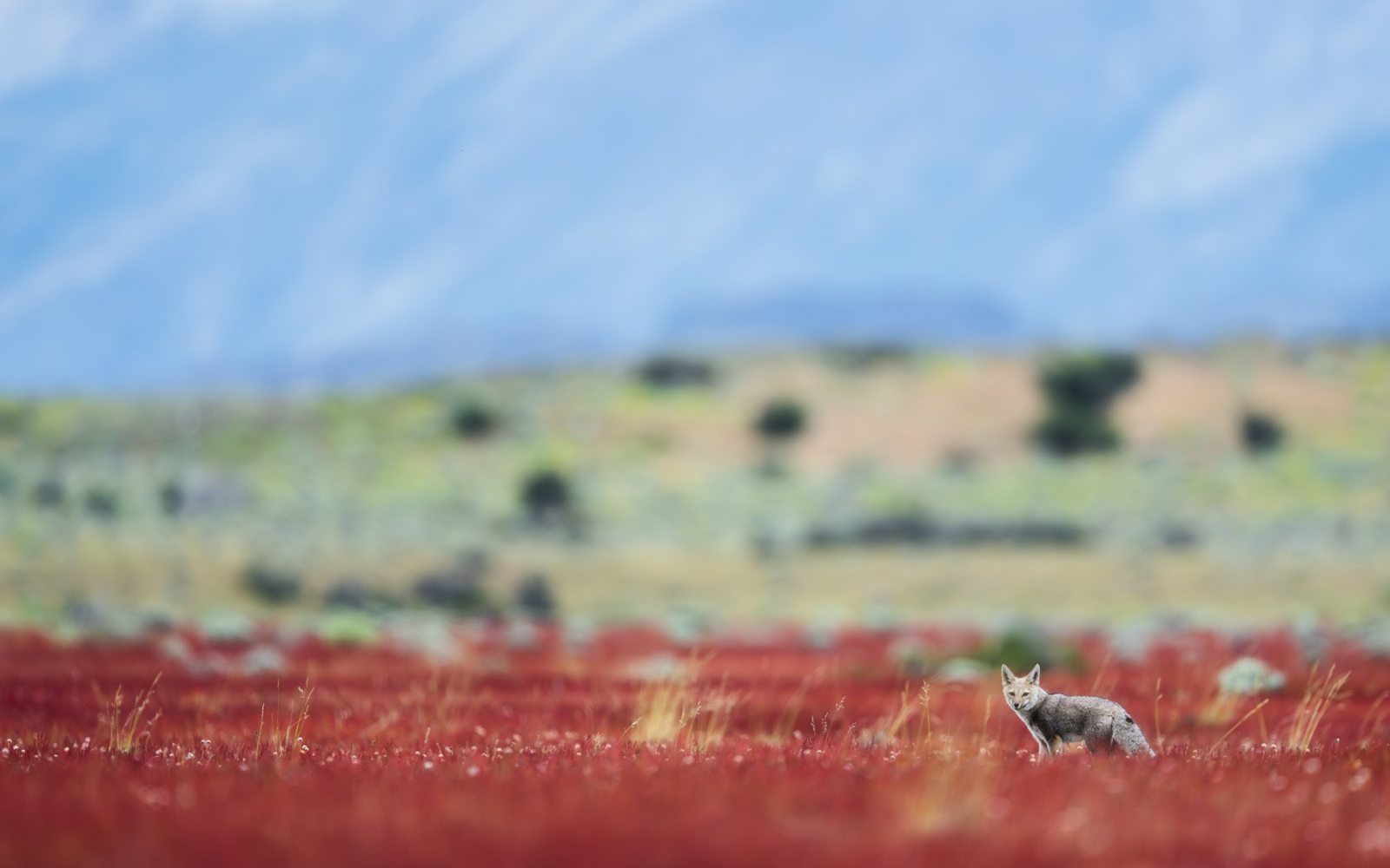 A grey fox in a field of red grass