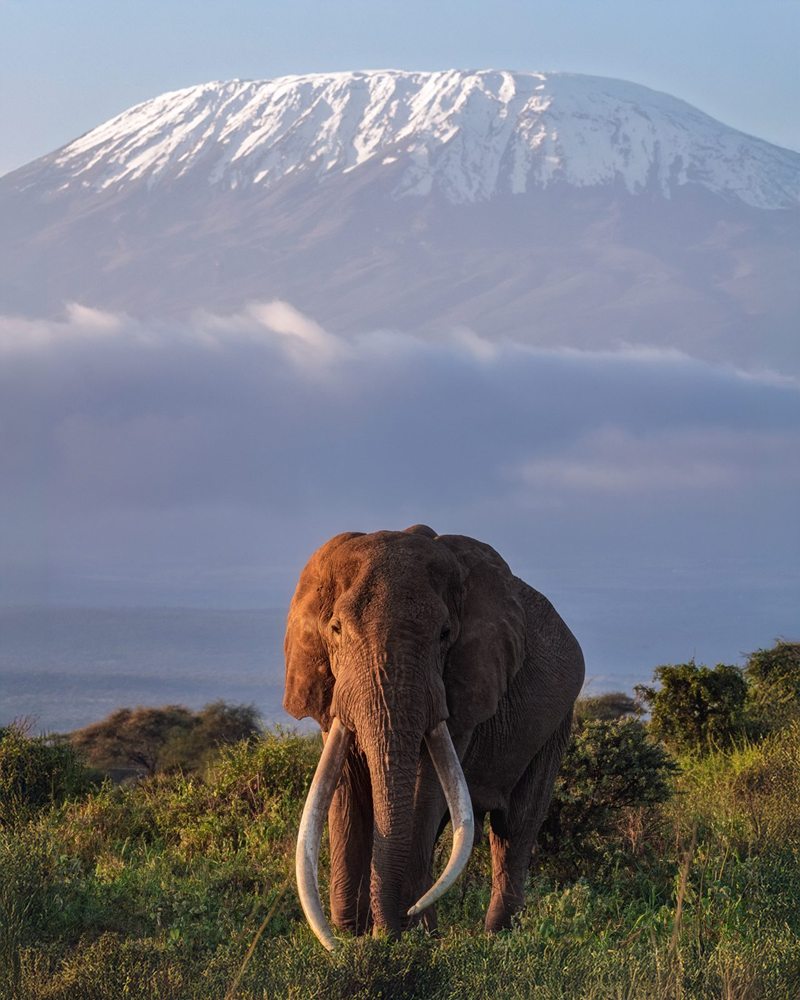 A great tusker beneath Kilimanjaro