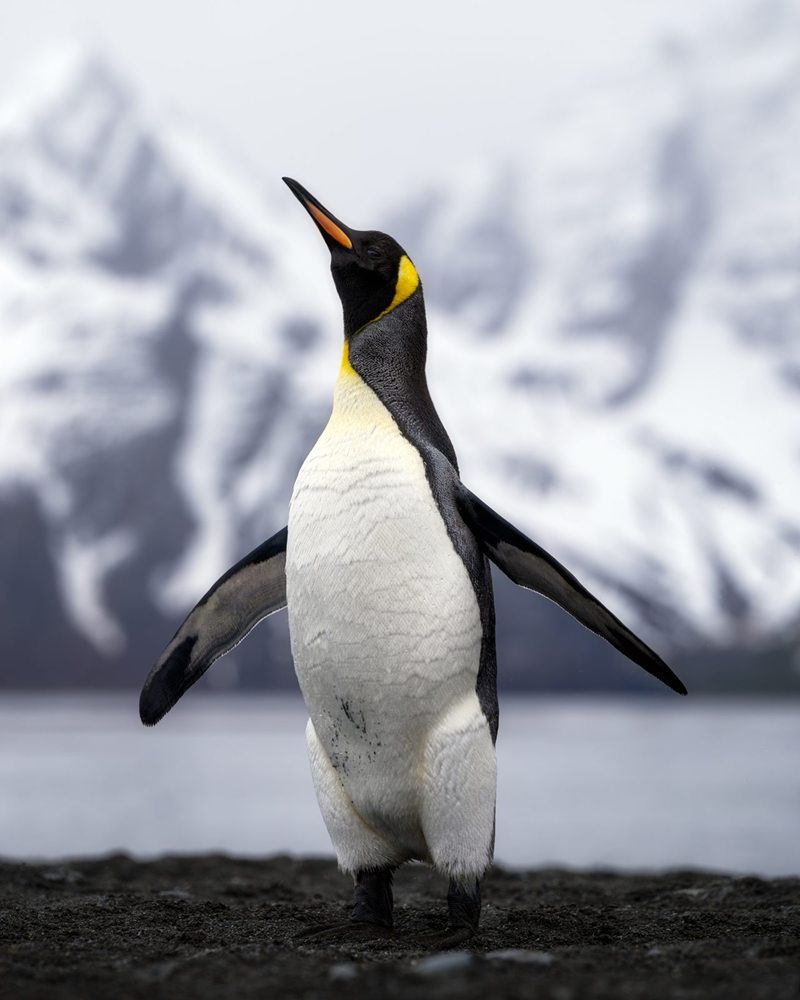 A king penguin with its wings open