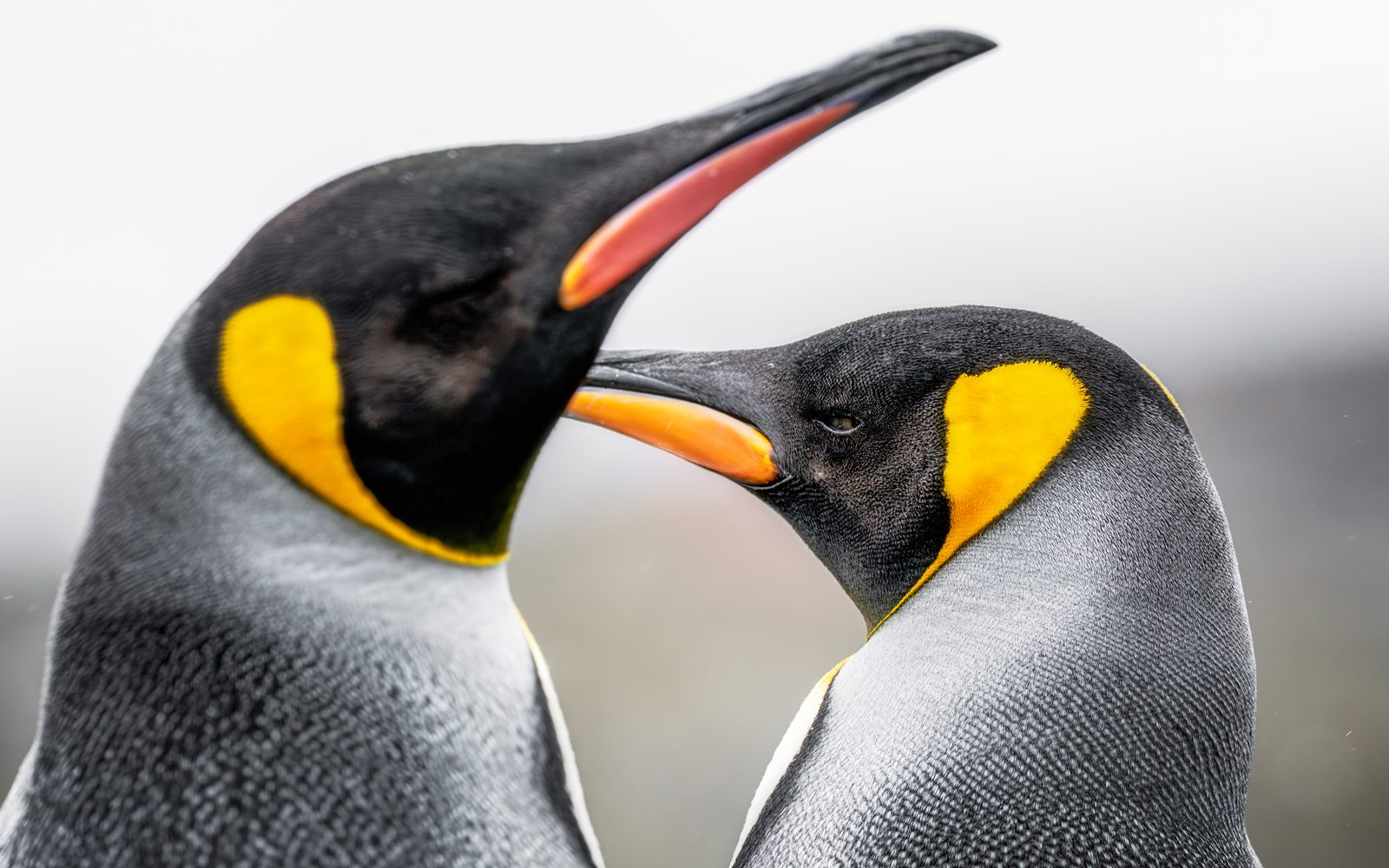 Two king penguins, heads close together