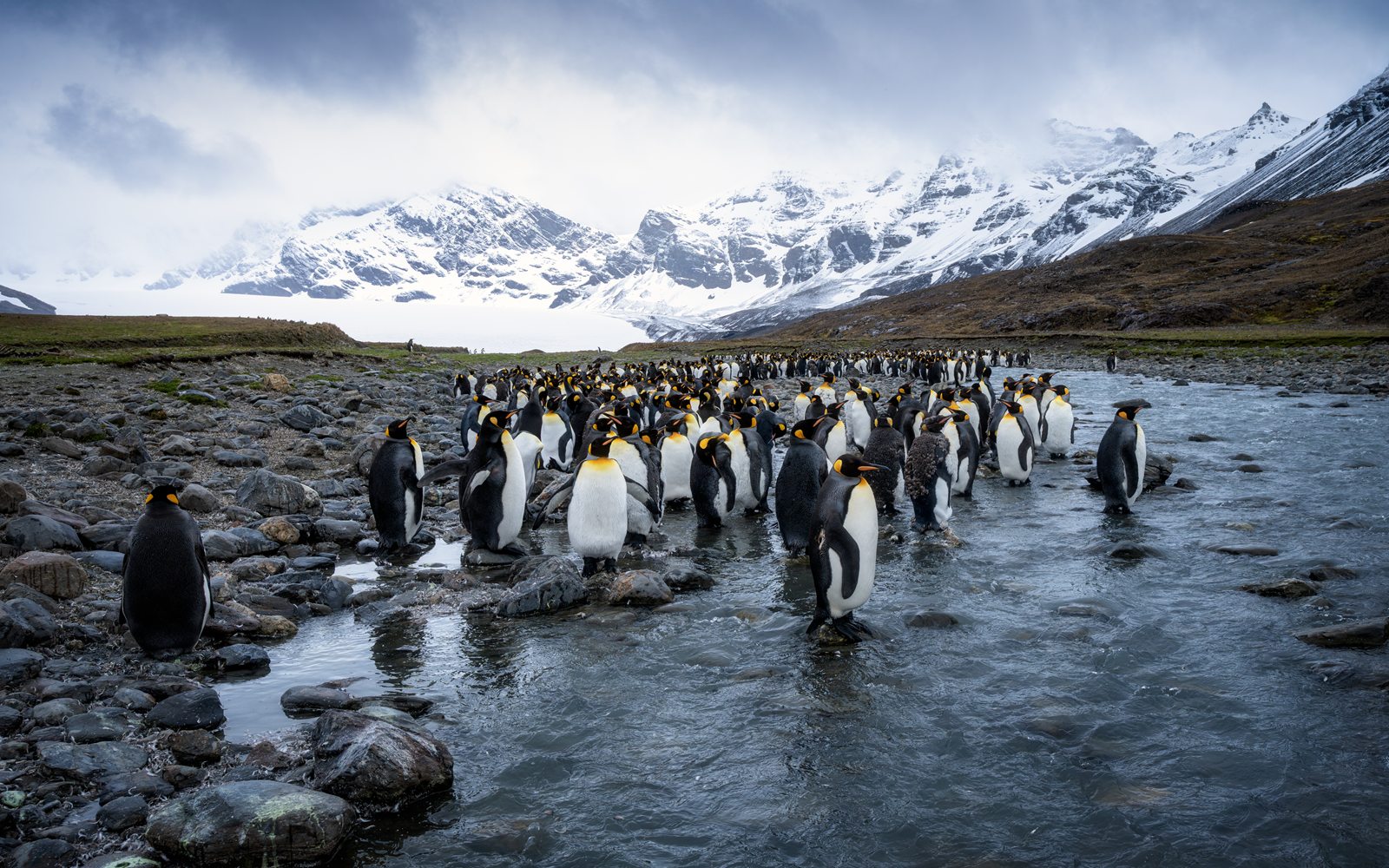 King penguins walking up a glacial river