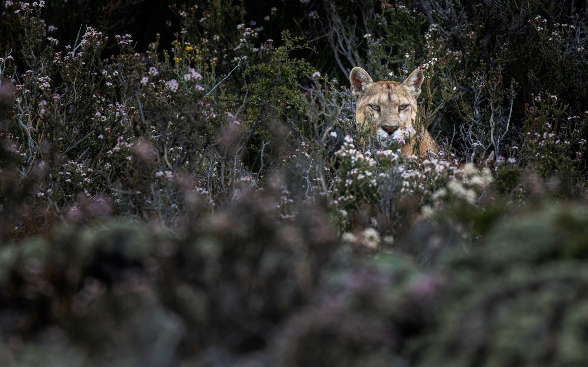 A puma watching from flowering shrubs, Patagonia