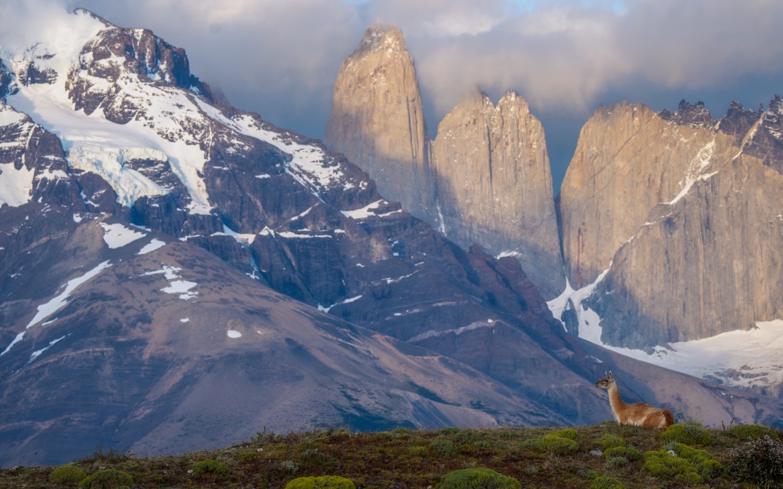 A guanaco below the granite towers