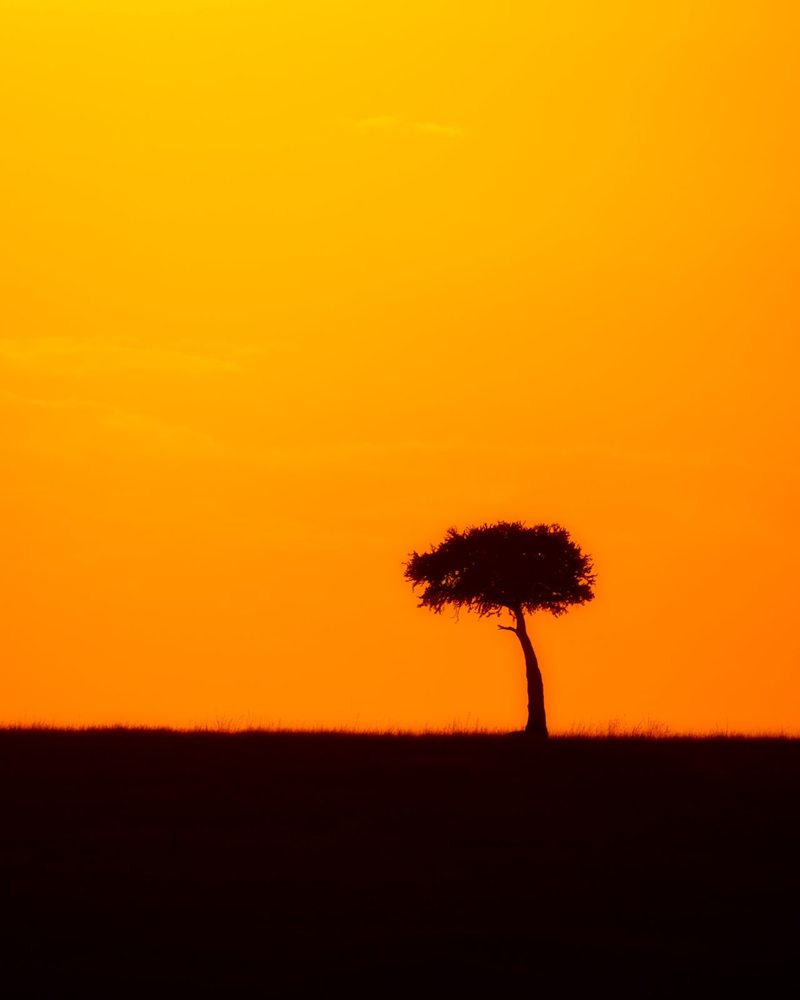 A lone acacia against an orange sky