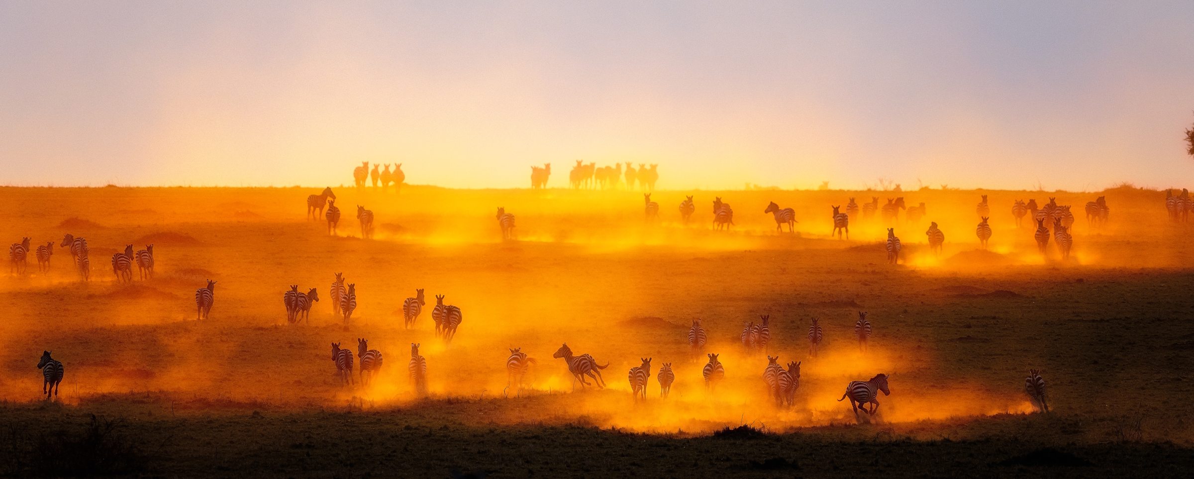 Zebras running through golden dust at sunset, Africa